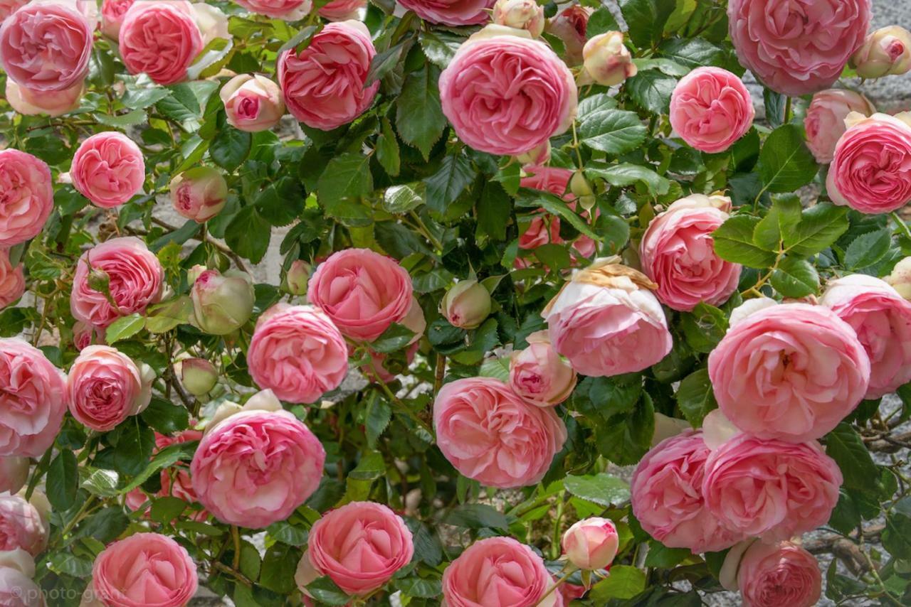 Maison D'Hotes De Charme La Rose De Ducey Pres Du Mont Saint Michel エクステリア 写真